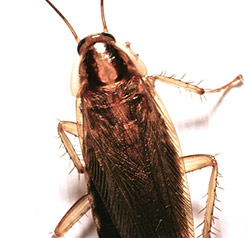 Brielle cockroach - Call Allison Pest Control!