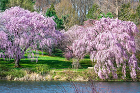 Spring Lake, NJ is beautiful.