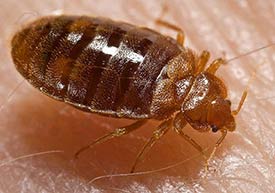 Bed bugs are a growing problem in New Jersey.
