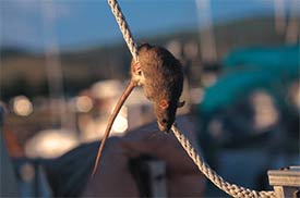 A rat climbing a rope.
