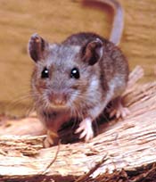 Image of a deer mouse.