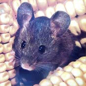 Image of a house mouse.