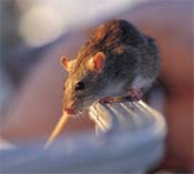 Image of a Norway rat.