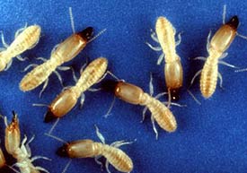 Image of termites.