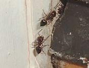 Image of acrobat ants.