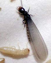 Termite - alates and swarmers