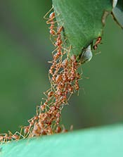 Ants stacked up to create a living bridge for worker ants to move across.