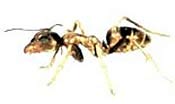 Image of an argentine ant.