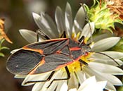 Image of a colorful box elder bug.
