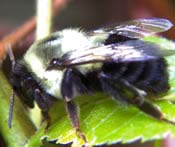 Image of a NJ bumble bee.