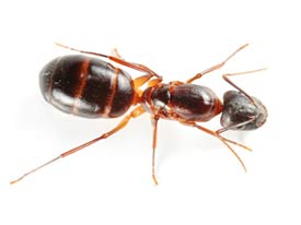Image of a carpenter ant.