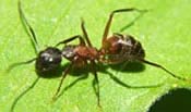 Image of a carpenter ant.