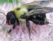 Image of a NJ carpenter bee.