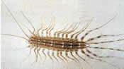 Image of a centipede.