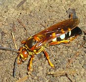 Image of a cicada killer wasp.