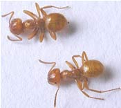 Image of two citronella ants.