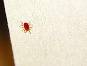 Image of a small red clover mite.