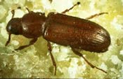 Image of a confused flour beetle.
