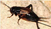 Image of a black cricket.