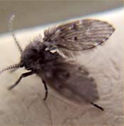Image of a drain fly with lacy wings.