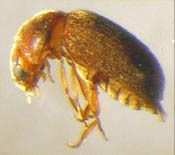 Image of a drugstore beetle.