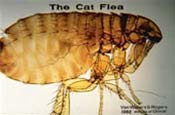 Image of a cat flea.