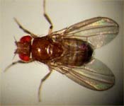 Image of a red eyed fly.