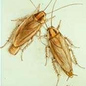 Image of two German cockroaches.