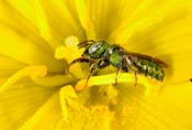Image of a halictid bee or sweat bee.