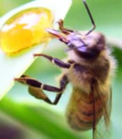 Image of a honey bee.