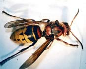 Image of a hornet.