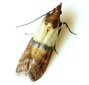 Image of an Indian meal moth.