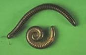 Image of a millipede.
