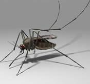 Image of a mosquito.