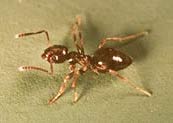 Image of an odorous house ant.