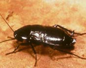 Image of a shiny black Oriental cockroach.