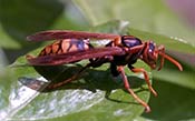 Image of a NJ paper wasp.