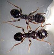Image of two pavement ants.