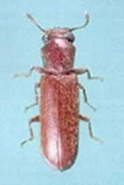 Image of a powder post beetle.