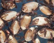 Image of multiple sawtooth grain beetles.