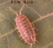 Image of a pillbug or sow bug.
