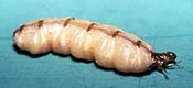 Image of a queen termite.