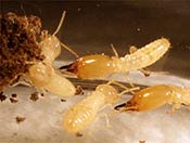 Image of nearly tranlucent worker termites.