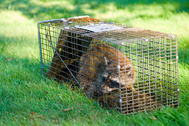 Raccoon in an animal trap