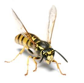 Image of a yellow jacket wasp.