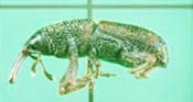 Image of a rice weevil.