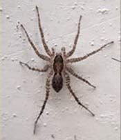 Image of a large hairy wolf spider.