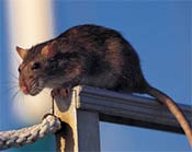Image of a roof rat.