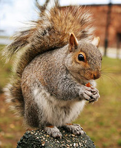 Allison Pest Control gets rid of squirrels.