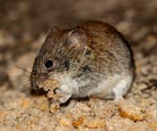 Image of a New Jersey vole.